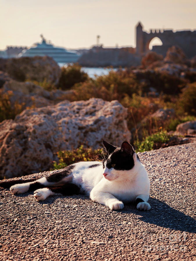 Rhodes town cat Photograph by Sophie McAulay