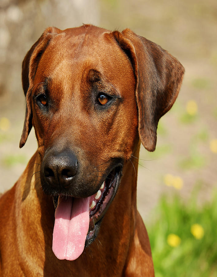 Rhodesian Ridgeback by Dave Byrne Rhodesian Ridgeback by Dave Byrne