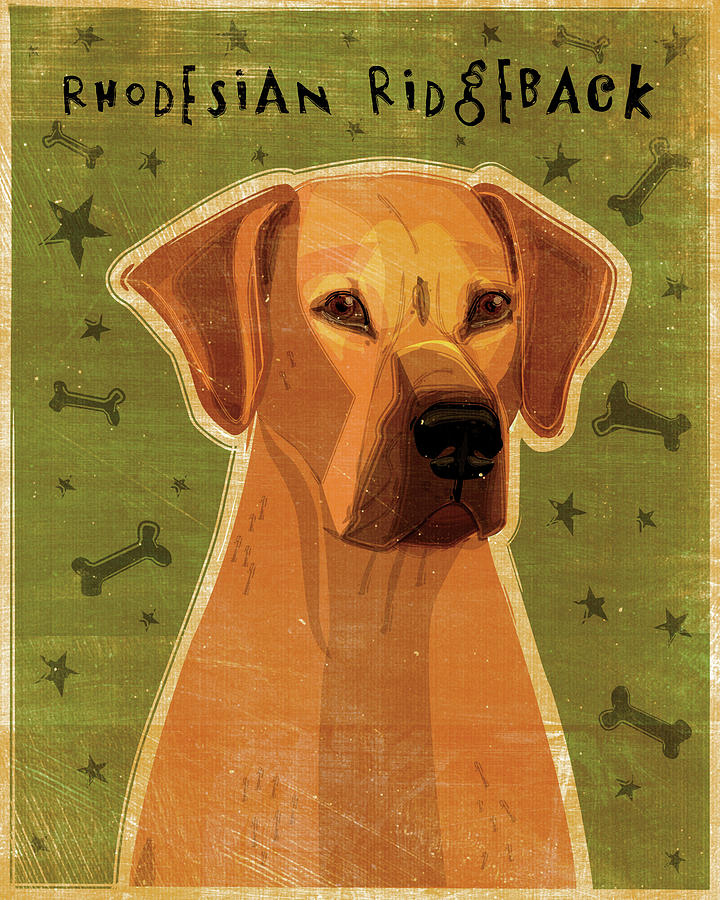 Animal Digital Art - Rhodesian Ridgeback by John W. Golden