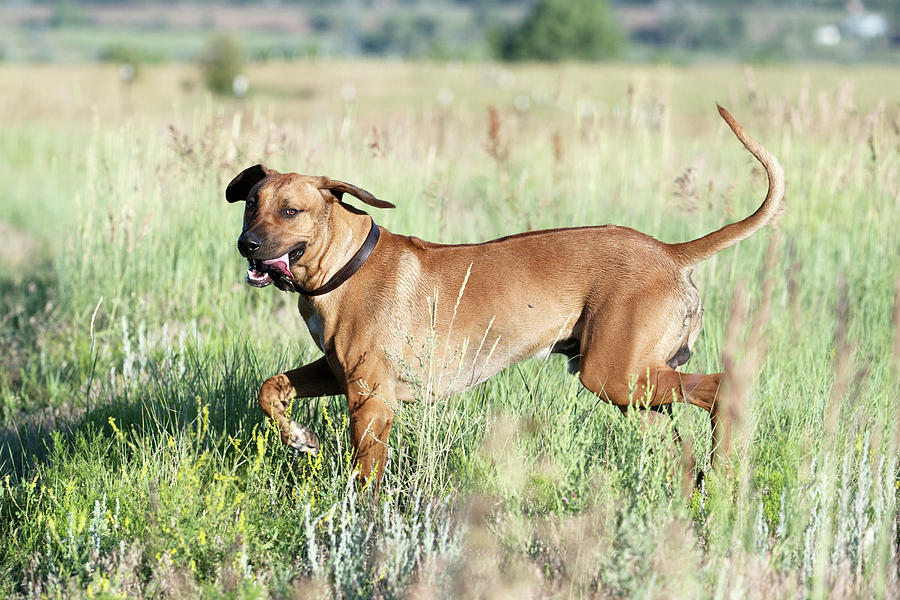 Nature Photograph - Rhodesian Ridgeback Pup Running in the Field  by Catherine Lau