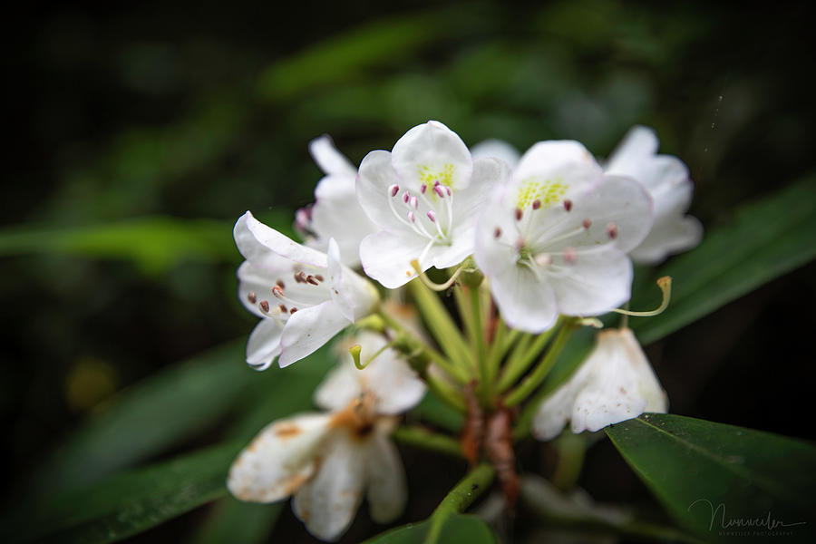 Rhododendron 01 Photograph by Nunweiler Photography