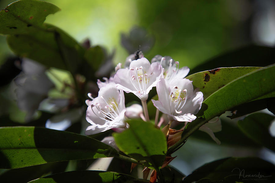 Rhododendron 02 Photograph by Nunweiler Photography