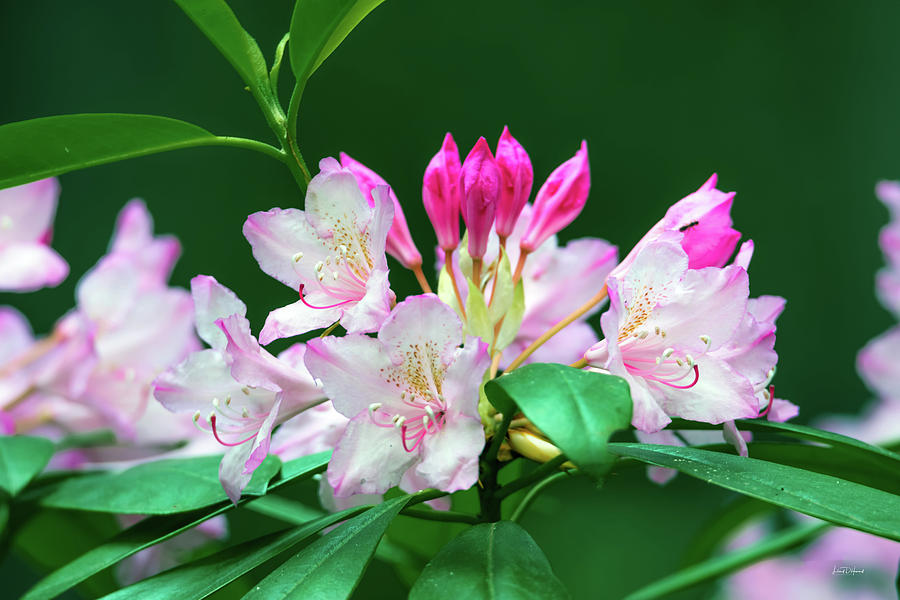 Rhododendron 2 Photograph by Leland D Howard