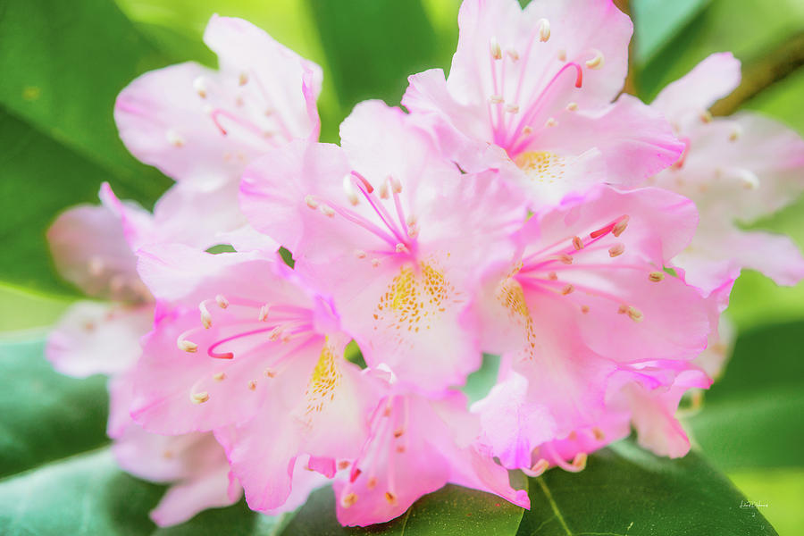 Rhododendron 4 Photograph by Leland D Howard