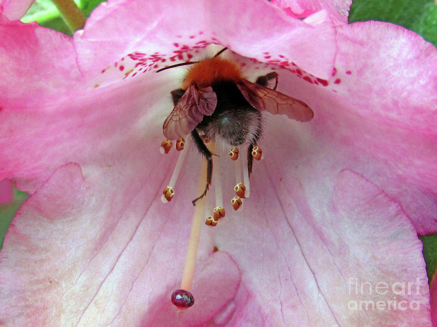 Rhododendron And Bee 2 Photograph by Kim Tran