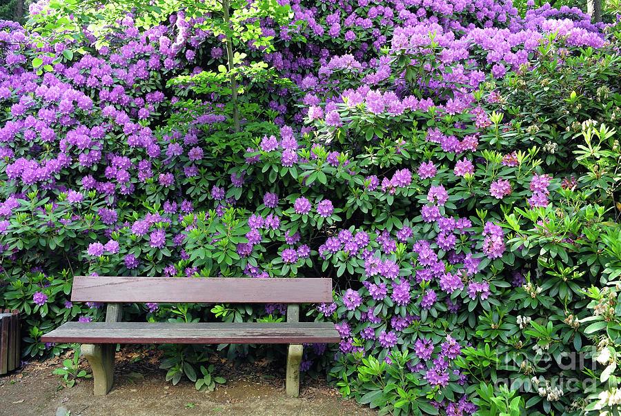 Spring Photograph - Rhododendron And Bench by Bildagentur-online/mcphoto-muller/science Photo Library