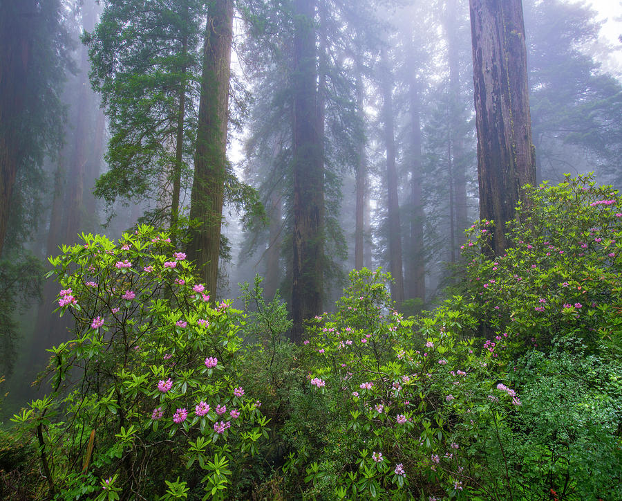 Rhododendron And Coast Redwoods In Fog, Redwood National Park, California Photograph by Tim Fitzharris