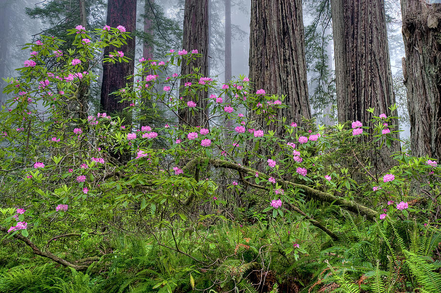 Rhododendron And Coast Redwoods Photograph by Jeff Foott