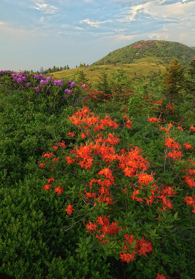 Rhododendron And Flame Azalea Photograph by Jerry Whaley