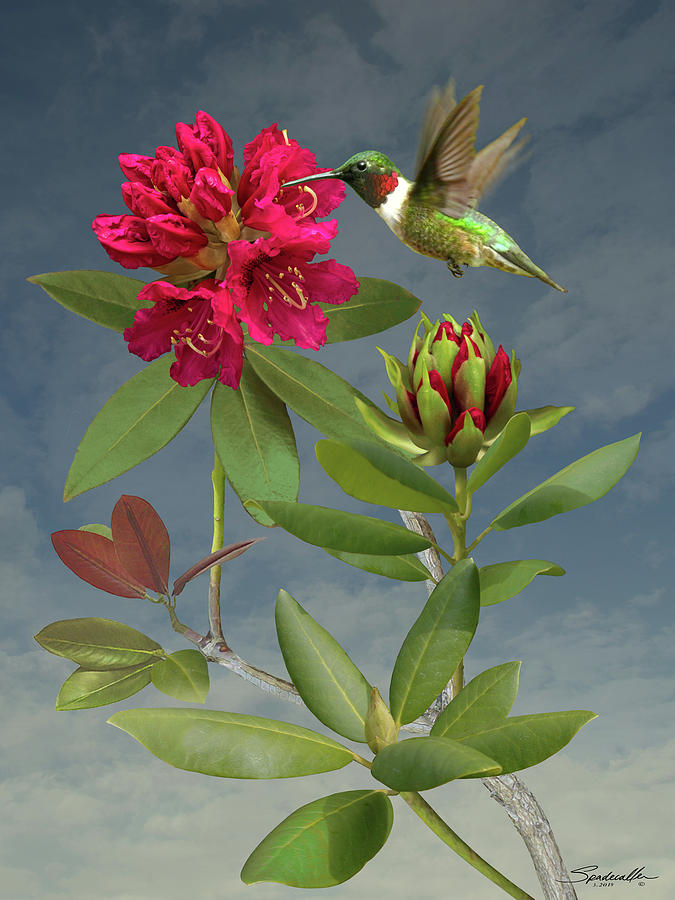 Rhododendron and Hummingbird Digital Art by M Spadecaller