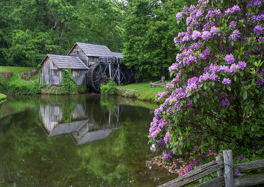 Rhododendron At Mabry Mill, Blue Ridge Parkway, Virginia Photograph by Tim Fitzharris