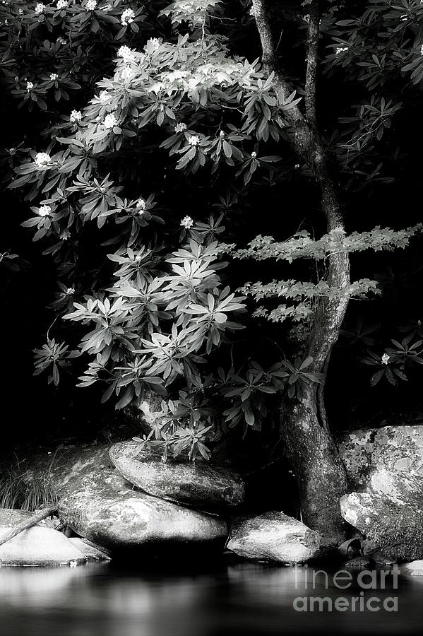 Rhododendron Black White Photograph by Mike Eingle