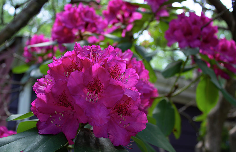 Rhododendron Blossom by Geoff Jewett Rhododendron Blossom by Geoff Jewett