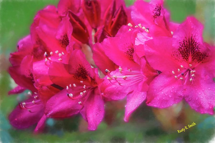 Rhododendron blossoms in the rain. by Rusty R Smith Rhododendron blossoms in the rain. by Rusty R Smith