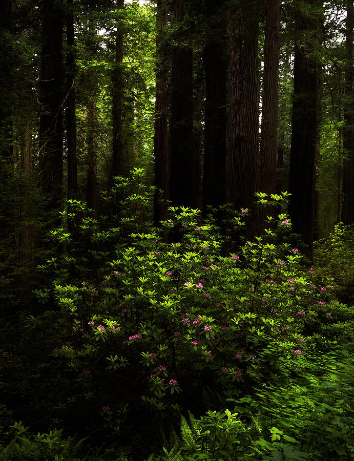 Rhododendron Blossoms by TL Mair Rhododendron Blossoms by TL Mair