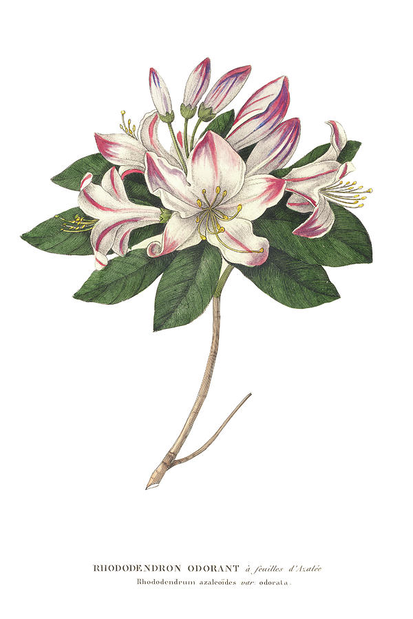 Flower Painting - Rhododendron Bright by Wild Apple Portfolio