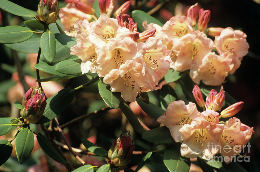 Rhododendron carita Inchmerry by Nick Wiseman science Photo Library