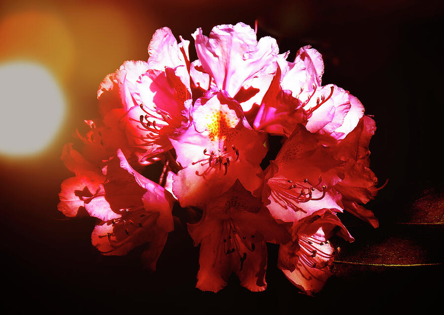 Rhododendron Closeup Photograph by Johanna Hurmerinta