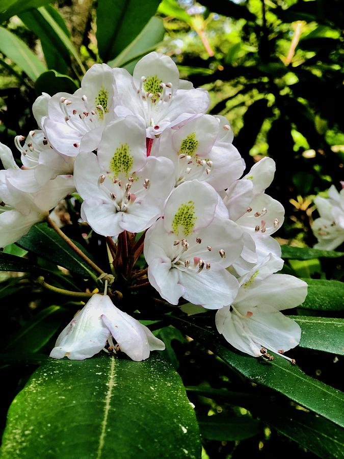 Rhododendron Photograph by Cornelia DeDona