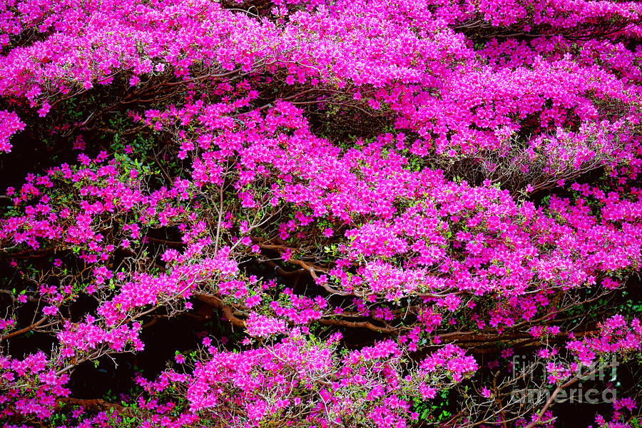 Rhododendron Explosion Photograph by Olivier Le Queinec