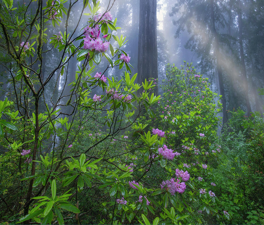 Rhododendron Flowers And Coast Redwoods In Fog, Redwood National Park, California Photograph by Tim Fitzharris