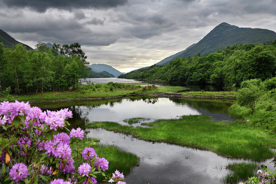 Rhododendron flowers at the River Leven at the Head of Loch Leve Photograph by Reimar Gaertner