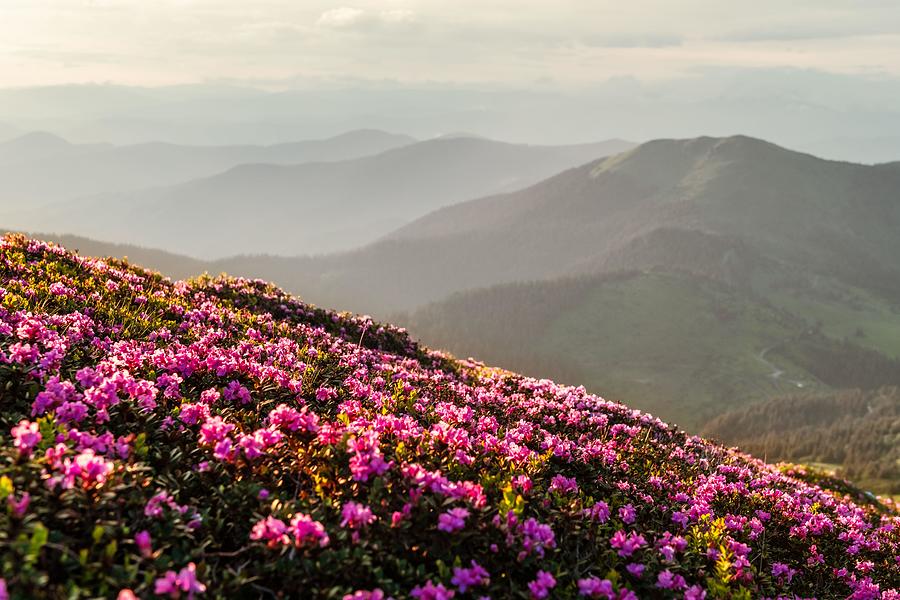 Summer Photograph - Rhododendron Flowers Covered Mountains by Ivan Kmit
