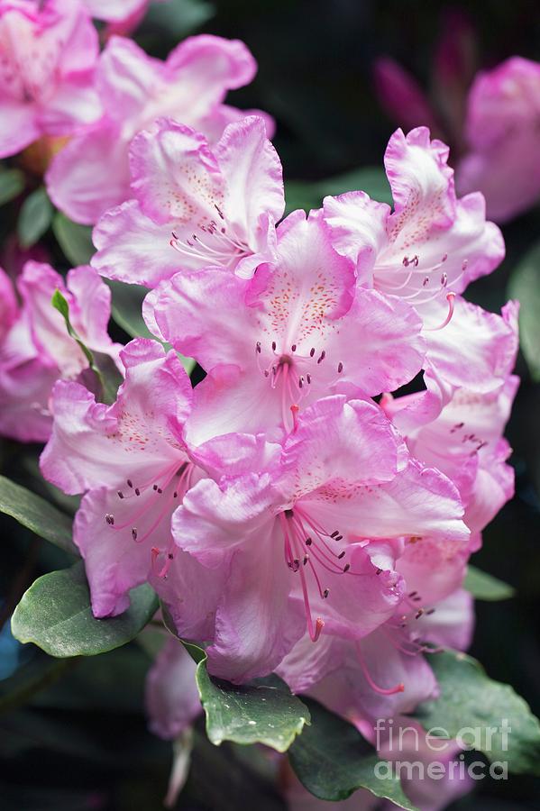 Rhododendron Flowers Photograph by Dr Keith Wheeler/science Photo Library