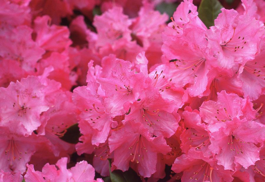 Rhododendron Flowers  Photograph by Lyle Crump