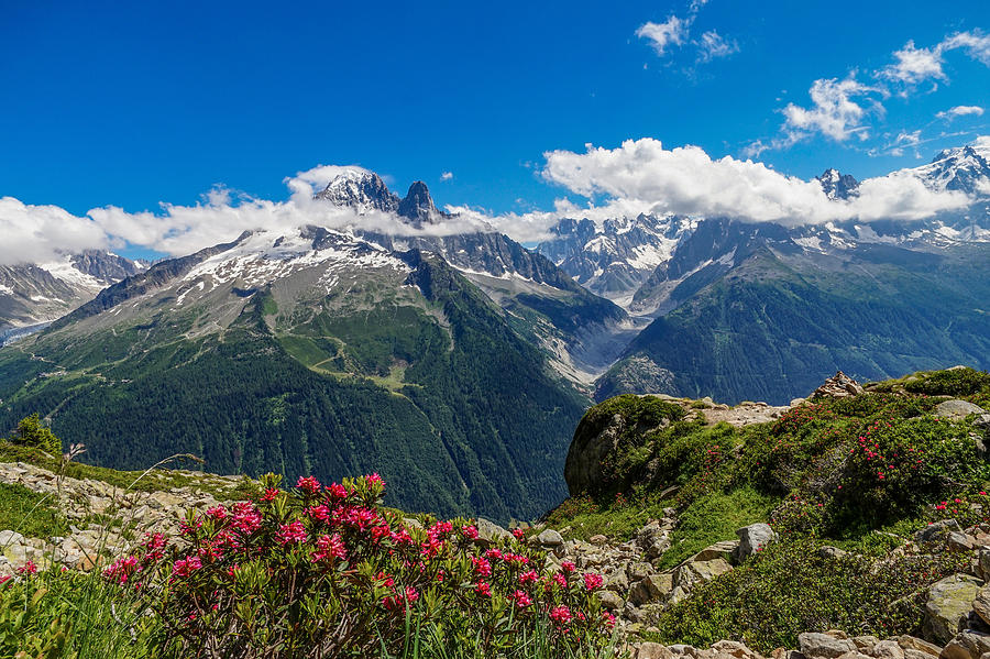Rhododendron flowers seen at Lac blanc in France on a beautiful summer day. Photograph by George Afostovremea