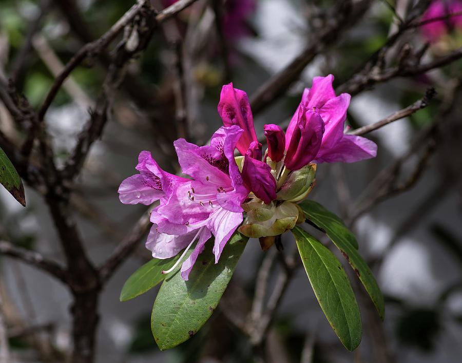Rhododendron full bloom Photograph by Thomas Whitehurst