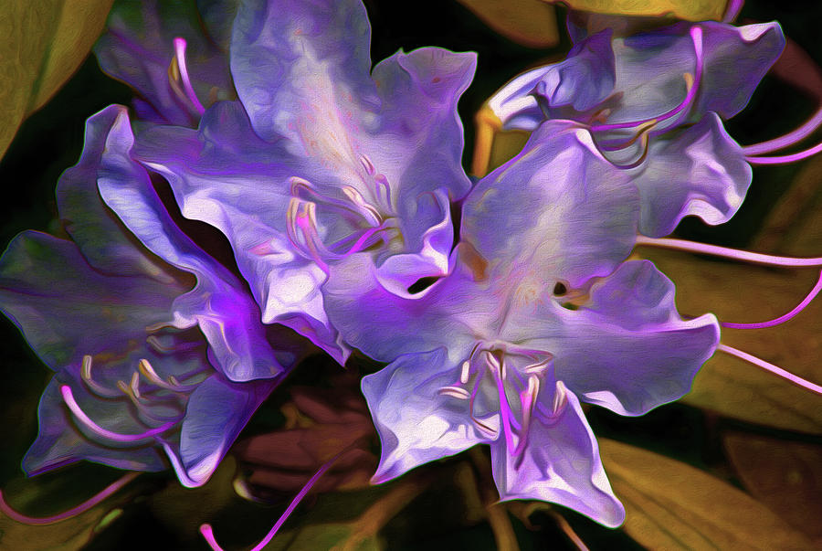 Rhododendron Glory 17 Mixed Media by Lynda Lehmann