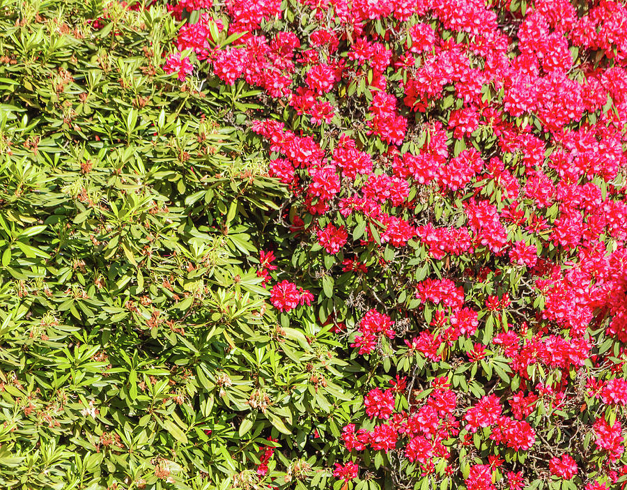 Rhododendron Hedge Photograph by Daniele Mattioda - Fine Art America