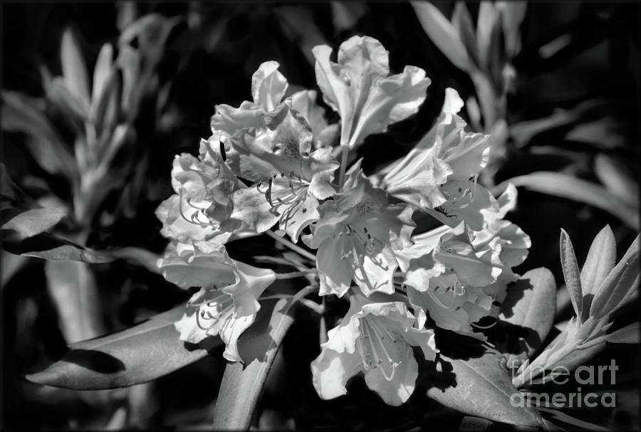 Rhododendron in Black and White Photograph by Sandra Huston