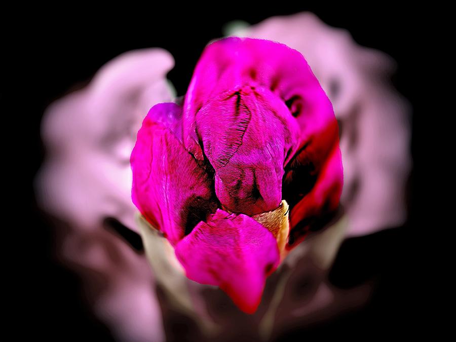 Rhododendron in 3D Photograph by Bearj B Photo Art