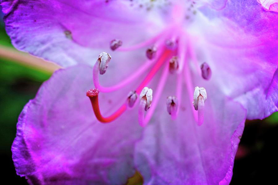Rhododendron by John Bates Rhododendron by John Bates