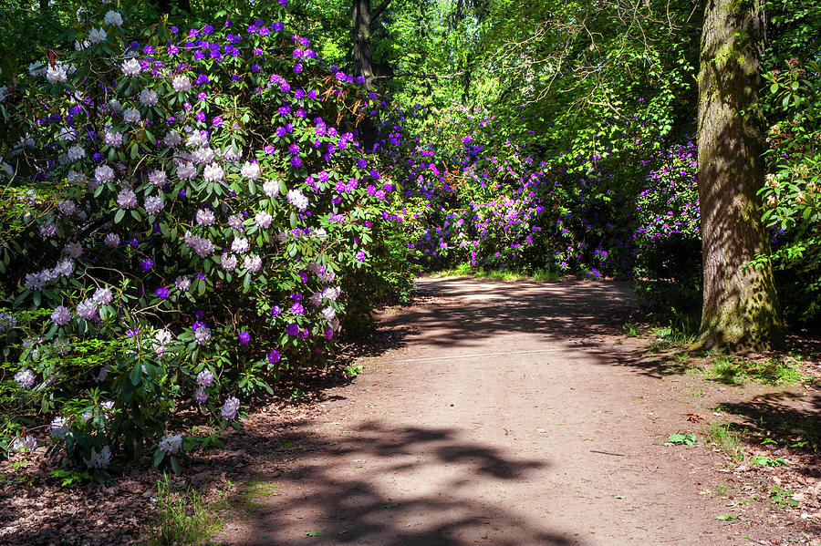 Rhododendron Lane in Spring Woods Photograph by Jenny Rainbow