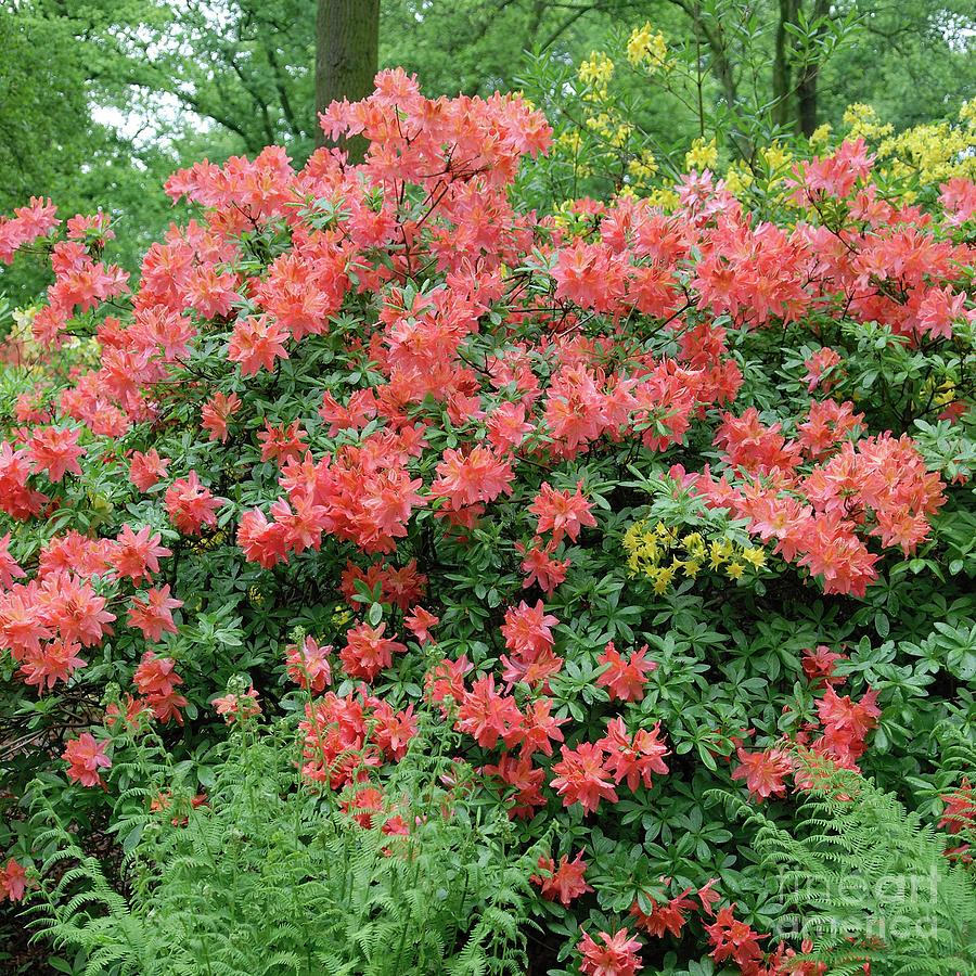 Spring Photograph - Rhododendron Luteum And Ferns by Bildagentur-online/mcphoto-muller/science Photo Library