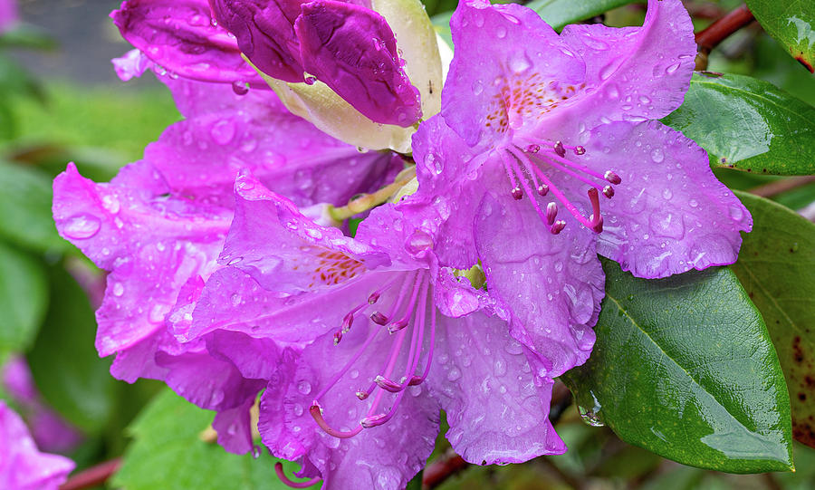 Rhododendron Photograph by Mary Courtney