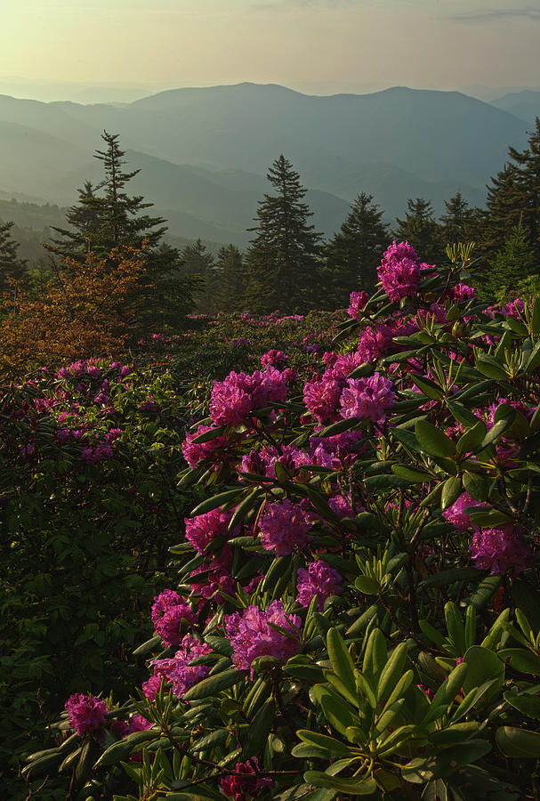 Rhododendron On Roan Mountain by Jerry Whaley