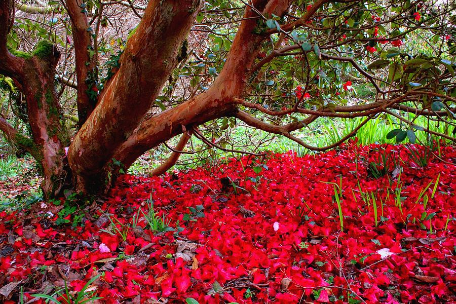 Rhododendron Petals Photograph by Andrew Turner