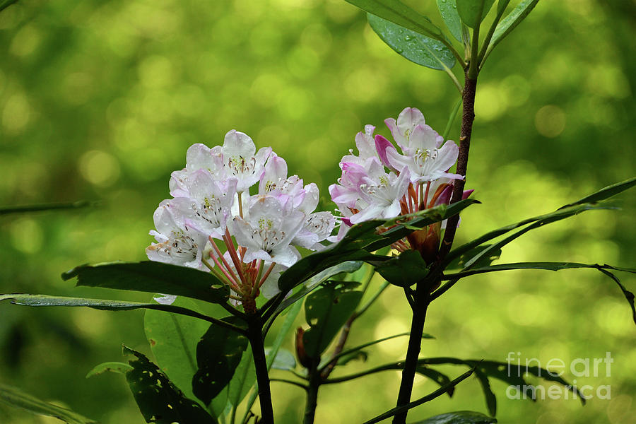 Rhododendron Photograph by Phil Perkins