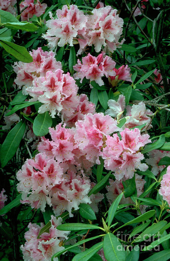 Rhododendron Prince Camille De Rohan Photograph by Archie Young/science Photo Library