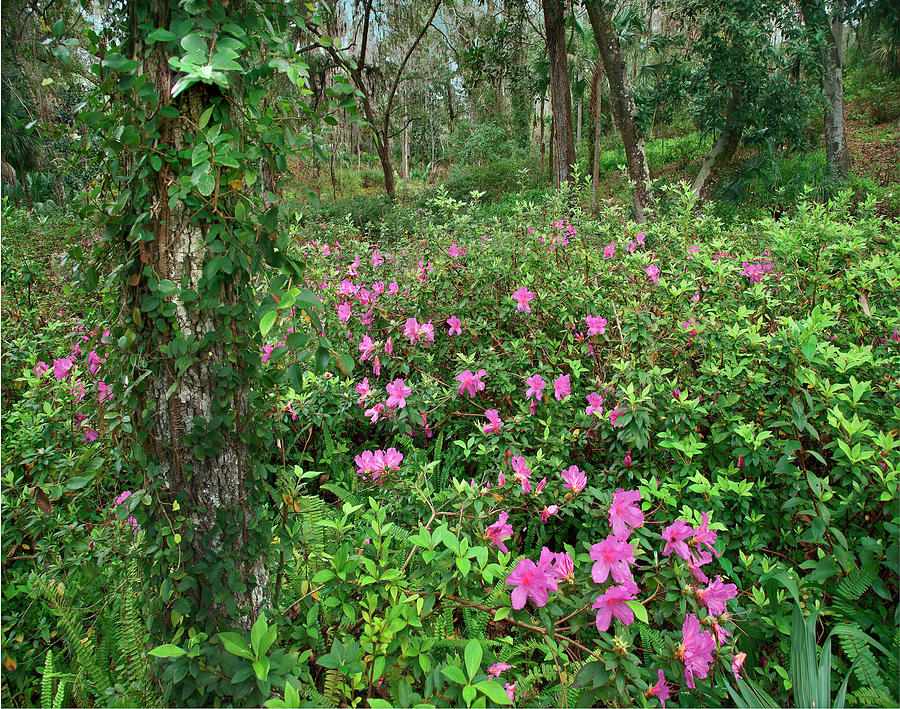 Rhododendron, Rainbow Springs State Park, Florida Photograph by Tim Fitzharris