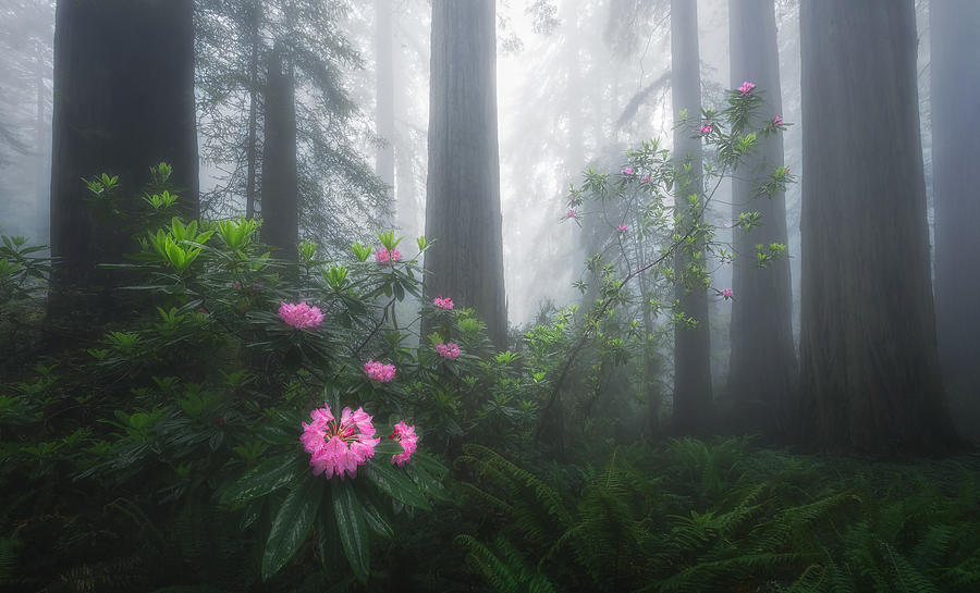 Tree Photograph - Rhododendron, Redwoods And Fog by Aidong Ning