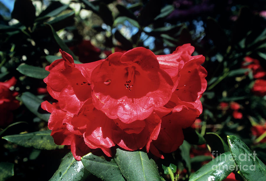 Rhododendron (rhododendron may Day) Photograph by Mike Comb/science Photo Library