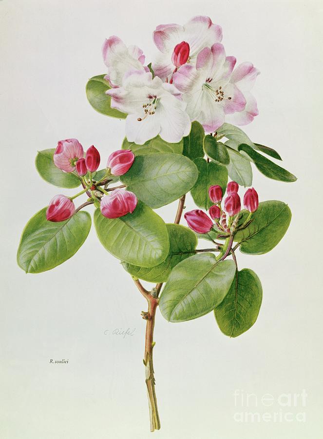 Rhododendron, Souliei From China By C Rufel Painting by C Rufel