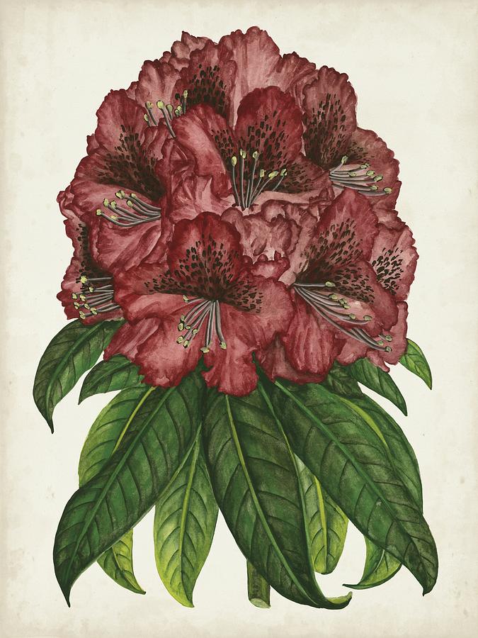 Flower Painting - Rhododendron Study I by Melissa Wang