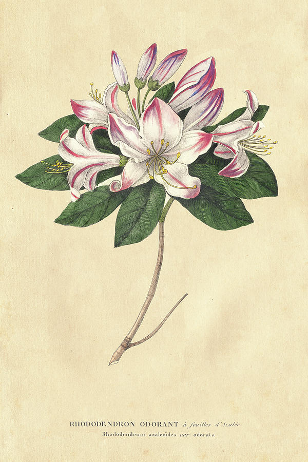 Flower Painting - Rhododendron Vintage by Wild Apple Portfolio
