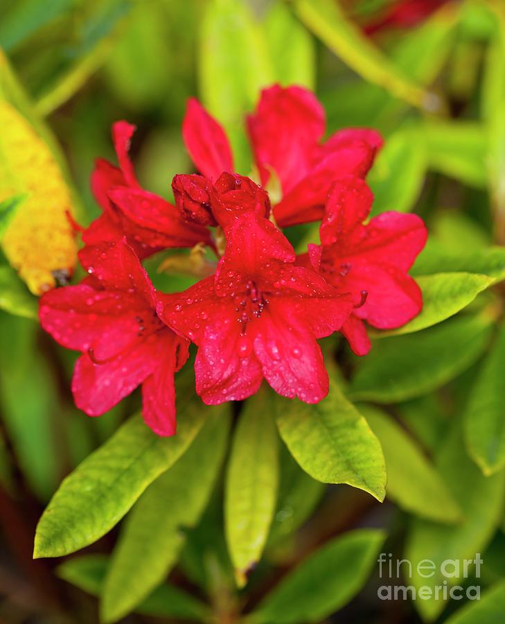 Flower Photograph - Rhododendron vulcan Flowers by Ian Gowland/science Photo Library